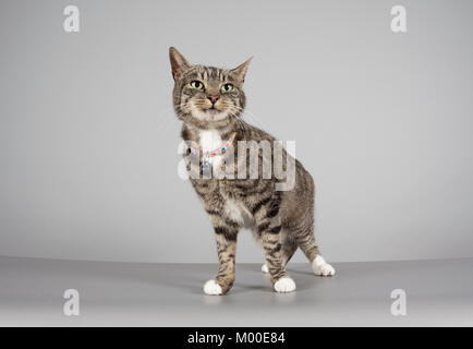 Katze, weiblich, Tabby crossbreed, 13 Jahre alt, UK. Stockfoto