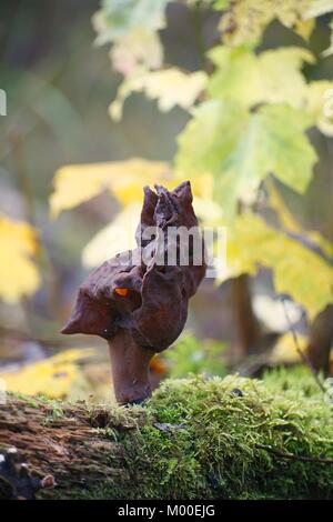 Hooded false Morel, auch als Elfin Sattel, Gyromitra infula, eine giftige Pilze Stockfoto