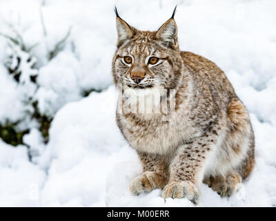 Eurasischen Luchs, Lynx lynnx, sitzt im Schnee Stockfoto