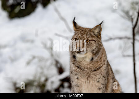 Eurasischen Luchs, Lynx lynnx, sitzt im Schnee Stockfoto