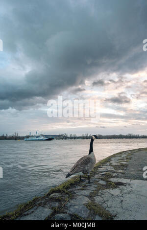 Sonnenuntergang am Rhein, Deutschland. Stockfoto