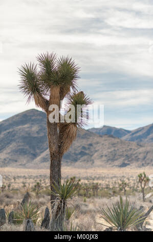 Joshua Bäume in Joshua Tree National Park an einem Wintertag Stockfoto