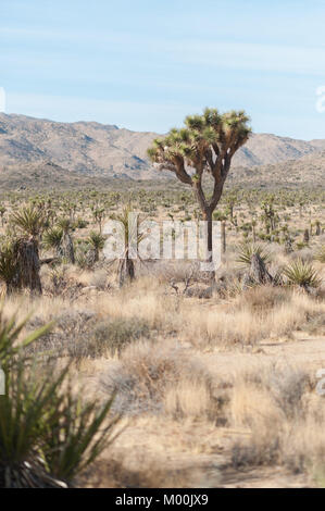 Joshua Bäume in Joshua Tree National Park an einem Wintertag Stockfoto