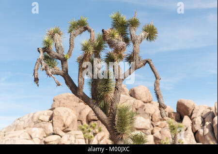 Joshua Bäume in Joshua Tree National Park an einem Wintertag Stockfoto