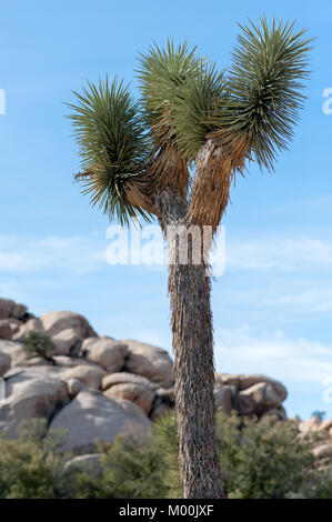 Joshua Bäume in Joshua Tree National Park an einem Wintertag Stockfoto