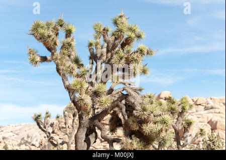 Joshua Bäume in Joshua Tree National Park an einem Wintertag Stockfoto