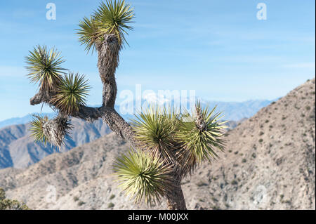 Joshua Bäume in Joshua Tree National Park an einem Wintertag Stockfoto