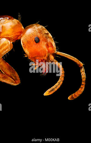 Eine extreme Close-up eines englischen Gemeinsame rote Garten Ant, mit guten Details der Verbindung Auge, Antennen und Unterkiefer Stockfoto