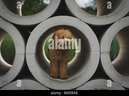 Mini golden Doodle Stockfoto