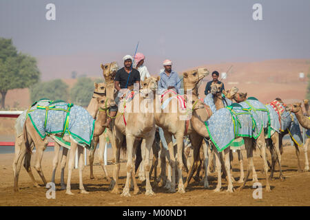 Ras Al Khaimah, Ras Al Khaimah, Vereinigte Arabische Emirate. 28 Sep, 2017. Camel jockeys reiten Kamele an den Start. Kamel-rennen an verschiedenen Camel Race Tracks während der Wintermonate am Freitag Vormittag statt. Die JOCKEYS sind in der Regel die Camel Handler aus der Farm die Kamele aus sind. Credit: Mike Haken/SOPA/ZUMA Draht/Alamy leben Nachrichten Stockfoto