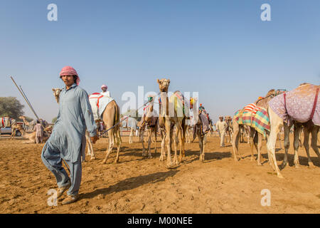 Ras Al Khaimah, Ras Al Khaimah, Vereinigte Arabische Emirate. 28 Sep, 2017. Ein Kamel handler führt seine Kamele an den Start. Kamel-rennen an verschiedenen Camel Race Tracks während der Wintermonate am Freitag Vormittag statt. Die JOCKEYS sind in der Regel die Camel Handler aus der Farm die Kamele aus sind. Credit: Mike Haken/SOPA/ZUMA Draht/Alamy leben Nachrichten Stockfoto