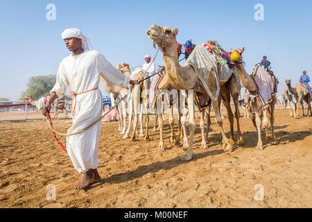 Ras Al Khaimah, Ras Al Khaimah, Vereinigte Arabische Emirate. 28 Sep, 2017. Ein Kamel handler führt seine Kamele an den Start. Kamel-rennen an verschiedenen Camel Race Tracks während der Wintermonate am Freitag Vormittag statt. Die JOCKEYS sind in der Regel die Camel Handler aus der Farm die Kamele aus sind. Credit: Mike Haken/SOPA/ZUMA Draht/Alamy leben Nachrichten Stockfoto