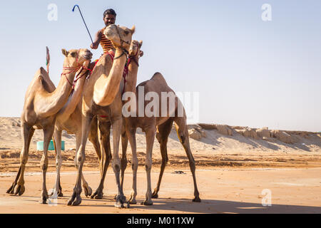 Ras Al Khaimah, Ras Al Khaimah, Vereinigte Arabische Emirate. 25 Sep, 2017. Ein Kamel Handler hat gerade seine Kamele aus dem Meer geholt, nachdem Sie gewaschen worden war und badete loszuwerden, Zecken und Flöhe zu erhalten. Das salzige Wasser aus dem Meer hilft, sie loszuwerden, Zecken, Flöhe und andere Parasiten. Baden Kamele auf diese Weise ist eine alte arabische Tradition, aber es wird immer weniger gemeinsame in der Region durch neue Hotels und Resorts entlang der Küste zu bauen. Eine andere Tatsache ist, dass es mehr Tierarzt Kliniken vorhanden für die Kamele behandelt zu werden. Credit: Mike Haken/SOPA/ZUMA Draht/Alamy leben Nachrichten Stockfoto