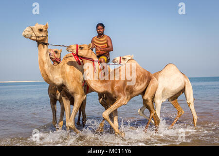 Ras Al Khaimah, Ras Al Khaimah, Vereinigte Arabische Emirate. 25 Sep, 2017. Ein Kamel handler reitet seine Kamele aus dem Wasser und wusch sich und baden Sie im Meer loszuwerden, Zecken und Flöhe zu erhalten. Das salzige Wasser aus dem Meer hilft, sie loszuwerden, Zecken, Flöhe und andere Parasiten. Baden Kamele auf diese Weise ist eine alte arabische Tradition, aber es wird immer weniger gemeinsame in der Region durch neue Hotels und Resorts entlang der Küste zu bauen. Eine andere Tatsache ist, dass es mehr Tierarzt Kliniken vorhanden für die Kamele behandelt zu werden. Credit: Mike Haken/SOPA/ZUMA Draht/Alamy leben Nachrichten Stockfoto