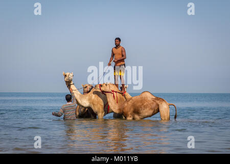 September 25, 2017 - Ras Al Khaimah, Ras Al Khaimah, Vereinigte Arabische Emirate - ein Kamel Handler wird fertig, seine Kamele aus dem Wasser zu holen, nachdem sie im Meer gewaschen, und badete loszuwerden, Zecken und Flöhe zu erhalten. Das salzige Wasser aus dem Meer hilft, sie loszuwerden, Zecken, Flöhe und andere Parasiten. Baden Kamele auf diese Weise ist eine alte arabische Tradition, aber es wird immer weniger gemeinsame in der Region durch neue Hotels und Resorts entlang der Küste zu bauen. Eine andere Tatsache ist, dass es mehr Tierarzt Kliniken vorhanden für die Kamele behandelt zu werden. (Bild: © Mike Haken/SO Stockfoto