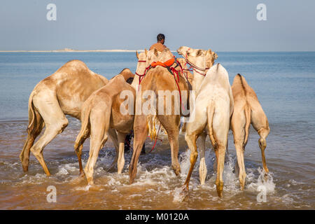 Ras Al Khaimah, Ras Al Khaimah, Vereinigte Arabische Emirate. 25 Sep, 2017. Ein Kamel handler führt seine Kamele ins Meer für einen Waschgang und Badewanne loszuwerden, Zecken und Flöhe zu erhalten. Das salzige Wasser aus dem Meer hilft, sie loszuwerden, Zecken, Flöhe und andere Parasiten. Baden Kamele auf diese Weise ist eine alte arabische Tradition, aber es wird immer weniger gemeinsame in der Region durch neue Hotels und Resorts entlang der Küste zu bauen. Eine andere Tatsache ist, dass es mehr Tierarzt Kliniken vorhanden für die Kamele behandelt zu werden. Credit: Mike Haken/SOPA/ZUMA Draht/Alamy leben Nachrichten Stockfoto
