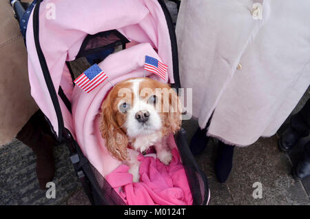 Cardiff, Großbritannien. 15 Jan, 2018. Camilla der Hund ist einer der ersten inline vor Seiner Königlichen Hoheit Prinz Henry von Wales und Meghan Markle's Besuch in Cardiff Castle Credit: Bethanien Shorey/Alamy leben Nachrichten Stockfoto