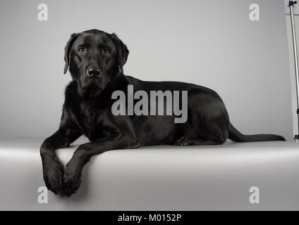 Black Labrador Retriever Es ist einfach, fotografiert in Großbritannien. Stockfoto