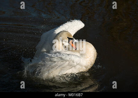 Nach Mute swan Baden im Fluss Arun in West Sussex. Stockfoto