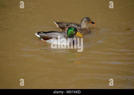 Stockenten in Nashville Stockfoto