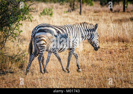 Baby Burchell's Zebra, Equus quagga burchelli, gegen seine Mutter getarnt, Ol Pejeta Conservancy, Kenia, Ostafrika Stockfoto