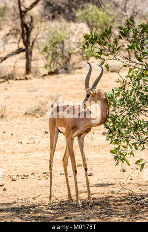 Wilde Kinder Gerenuk Litocranius walleri, stehend, mit gebogenen Hals herum, Buffalo Springs Game Reserve, Kenia, Ostafrika Stockfoto