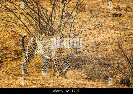 African Leopard Panthera Pardus, Jagd, Stalking, Buffalo Springs Game Reserve, Samburu, Kenia, Ostafrika Stockfoto