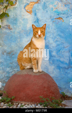 Eine Warnung Katze, red Mackerel Tabby mit weiss, sitzend observantly auf einem roten runden Stein vor einer blauen Wand, der griechischen Insel Rhodos, Dodekanes, Griechenland Stockfoto