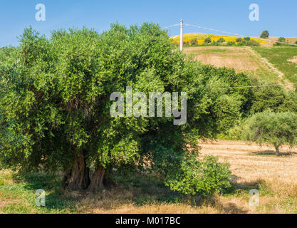 Weltliche Olivenbäume mit großen Ein d-strukturierte Amtsleitung in einem Feld von Olivenbäumen in Italien, Marche Stockfoto