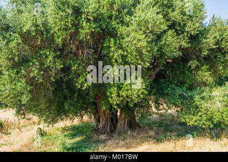 Weltliche Olivenbäume mit großen Ein d-strukturierte Amtsleitung in einem Feld von Olivenbäumen in Italien, Marche Stockfoto