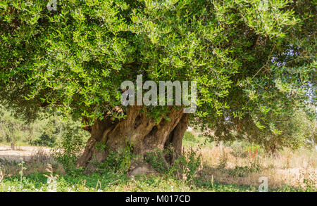 Weltliche Olivenbäume mit großen Ein d-strukturierte Amtsleitung in einem Feld von Olivenbäumen in Italien, Marche Stockfoto