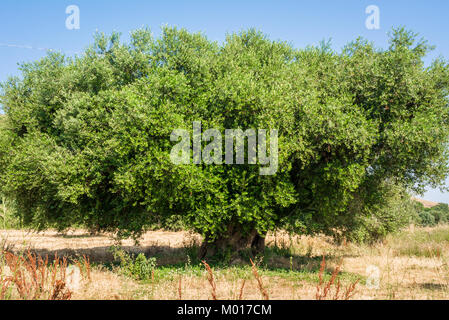 Weltliche Olivenbäume mit großen Ein d-strukturierte Amtsleitung in einem Feld von Olivenbäumen in Italien, Marche Stockfoto