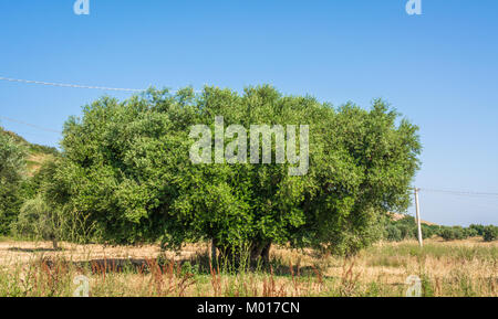 Weltliche Olivenbäume mit großen Ein d-strukturierte Amtsleitung in einem Feld von Olivenbäumen in Italien, Marche Stockfoto