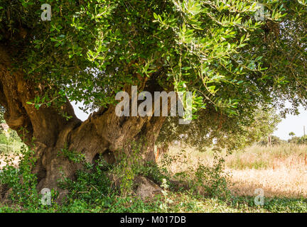 Weltliche Olivenbäume mit großen Ein d-strukturierte Amtsleitung in einem Feld von Olivenbäumen in Italien, Marche Stockfoto