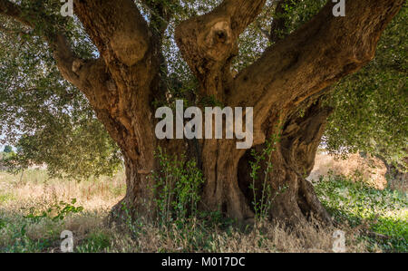 Weltliche Olivenbäume mit großen Ein d-strukturierte Amtsleitung in einem Feld von Olivenbäumen in Italien, Marche Stockfoto