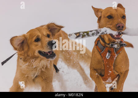 Fox Red Labrador Stockfoto