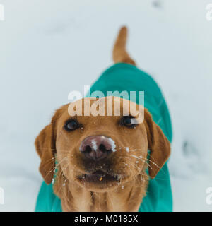 Fox Red Labrador Stockfoto