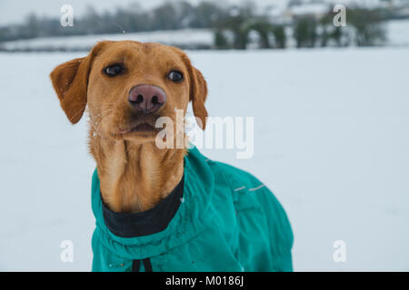 Fox Red Labrador Stockfoto