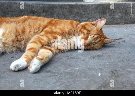 Schlafen Ingwer weisse Katze in Amsterdam, Niederlande. Stockfoto