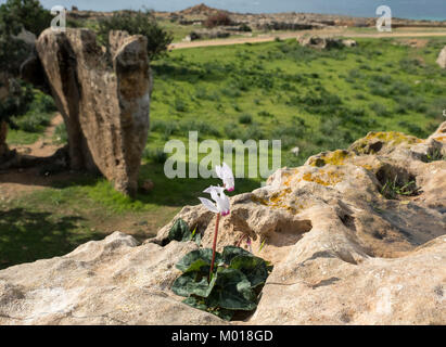 Cyclamen Persicum Cyclamen persicum Blumen wachsen in dem Grab der Könige, einem archäologischen Areal, Kato Paphos, Paphos, Zypern. Stockfoto