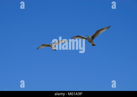 Seevögel fliegen in einem blauen Himmel Stockfoto