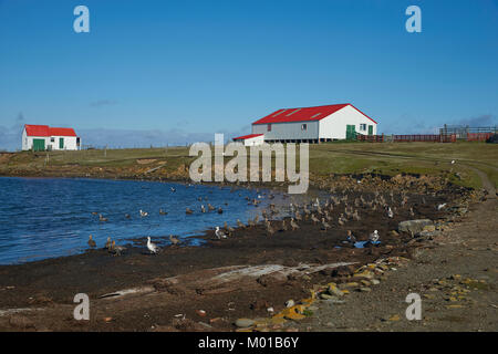Wirtschaftsgebäude in der Siedlung an der Küste der Bleaker Island auf den Falkland-Inseln Stockfoto