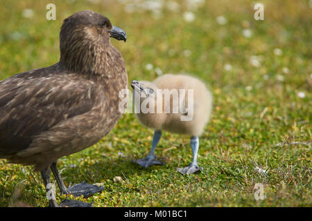 Nach Falkland Skua (Catharacta antarctica) mit Küken in einer Wiese auf der trostlosen Insel in der Falkland Inseln. Stockfoto