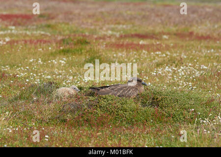 Nach Falkland Skua (Catharacta antarctica) mit Küken in einer Wiese auf der trostlosen Insel in der Falkland Inseln. Stockfoto