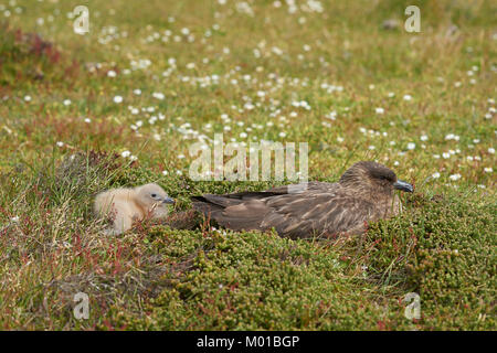 Nach Falkland Skua (Catharacta antarctica) mit Küken in einer Wiese auf der trostlosen Insel in der Falkland Inseln. Stockfoto