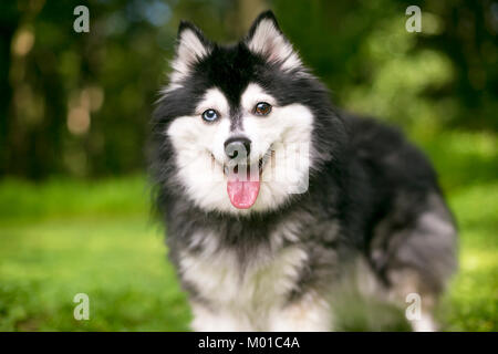 Ein alaskan Klee Kai Hund mit Heterochromia, ein blaues Auge und ein braunes Auge Stockfoto