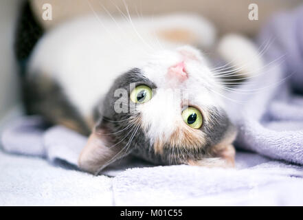 Ein Verdünnen Calico Cat auf dem Kopf liegend auf dem Rücken Stockfoto