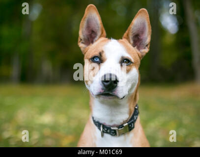 Porträt eines roten und weißen Mischling Hund mit Heterochromia, ein blaues Auge und ein braunes Auge Stockfoto