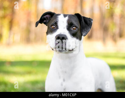 Porträt einer schwarzen und weißen Mischling Hund mit einer entspannten Ausdruck im Freien Stockfoto