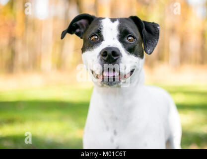 Porträt einer schwarzen und weißen Mischling Hund mit einer entspannten Ausdruck im Freien Stockfoto